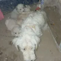 سگ پشمالو شیتزو ماده|سگ|زهک, |دیوار