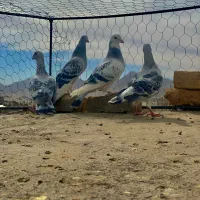 جفتگاه شامی مینا شامی ساده سیا|پرنده|تربت‌حیدریه, کلاته توکلی|دیوار