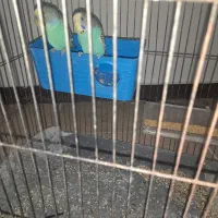 مرغ عشق نر ماده دو جفت