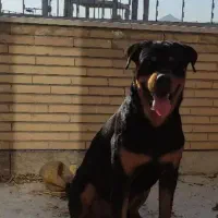 روتوایلر نر کشش|سگ|اصفهان, بهارستان|دیوار