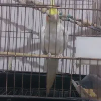 عروس هلندی نر دستی|پرنده|اسلام‌شهر, شهرک مهدیه|دیوار