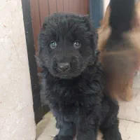 ژرمن شولاین بلک و دورنگ