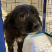 واگذاری سگ بدون دریافت هیچ هزینه ای