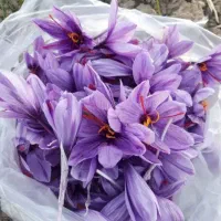 زعفران مهر قائن