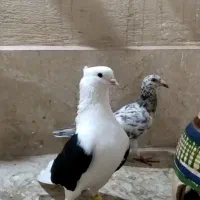 کبوتر خطی
