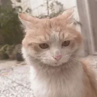 گربه نارنجی دم روباهی پشمالو گم شده