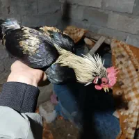 مرغ و خروس مینیاتوری بالغ