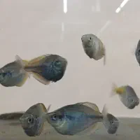 انواع ماهی.عمده و خرده|ماهی|هشتگرد, شهرک اقدسیه|دیوار