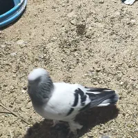 کبوتر ترکیه ای