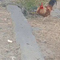 1200ت