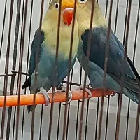 طوطی کوتوله|پرنده|مشهد, دانشجو|دیوار