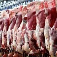 عرضه گوشت جوانه گوساله مستقیم ازکشتارگاه