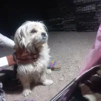 قیمت ۹میلیون