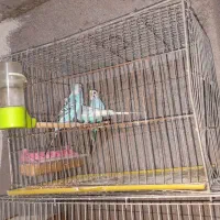 مرغ عشق مولد و فنج