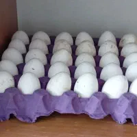 تخم مرغ سفید