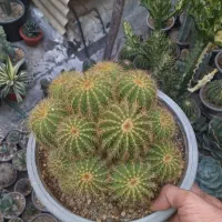 کاکتوس