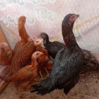 لاری|حیوانات مزرعه|گیان, |دیوار