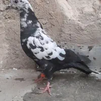 کفتر تهرانی