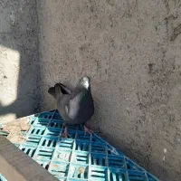 کبوتر اغ باش