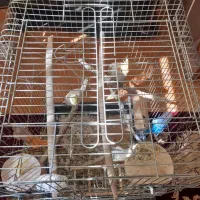 عروس هلندی زیبا و سرحال