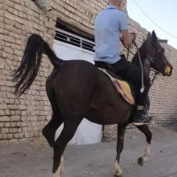 فروش چهار راس اسب مادیان فوق العاده سرو دمگیر جنس|اسب و تجهیزات اسب‌سواری|تهران, آذری|دیوار