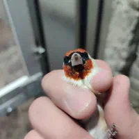 سهره نر درجه یک|پرنده|پارسآباد, |دیوار