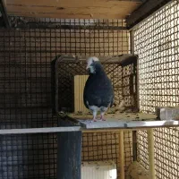 4 عدد نر تهرانی و یک ماده