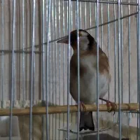 سهره جوجه سال رام رام نرهست|پرنده|ارومیه, |دیوار