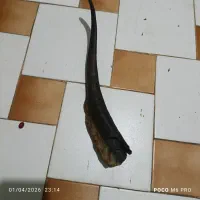 شاخ بر اصلیل