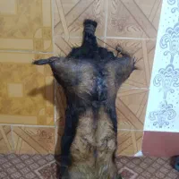 پوست بز(هیزه)