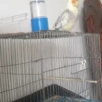 عروس هلندی فروشی