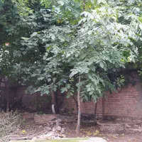 رهن کامل تکواحدی دربست ویلایی۴۰۰متری در سروینه باغ|اجارهٔ خانه و ویلا|ساری, |دیوار