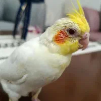 جوجه عروس هلندی نر