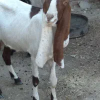 نربز پاکستانی ۶۴۶۲طوطیی ۵۷۱دودندان۰۹۳۳|حیوانات مزرعه|سبزوار, میدان بار|دیوار