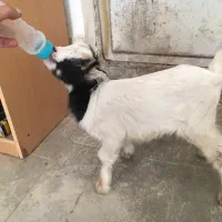 بزغاله شیری