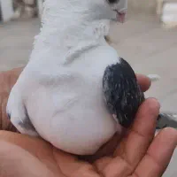 کبوتر بلژیکی