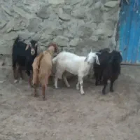 بز ماده