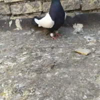 سینه سیاه کت برف نرمست دوری سفت|پرنده|اهواز, علی آباد|دیوار