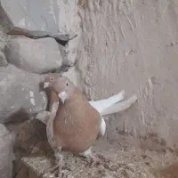 پرنده. کبوتر کله زرد دوتا نر و ماده