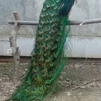 جفت طاووس مصری