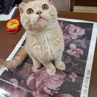 گربه اسکاتیش|گربه|ارومیه, |دیوار