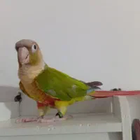 یک عدد گرینچیک نر