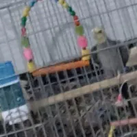 عروس هلندی گمشده