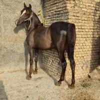 فروش مادیان پر خون