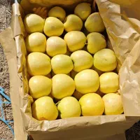 فروش سیب سردخانه‌ای مراغه