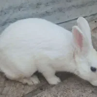 خرگوش
