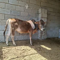 گوساله نر