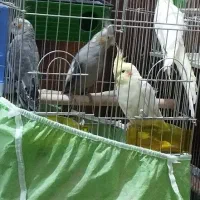 عروس هلندی و فنچ