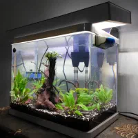 آکواریوم|ماهی|رفسنجان, |دیوار