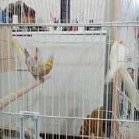 عروس هلندی